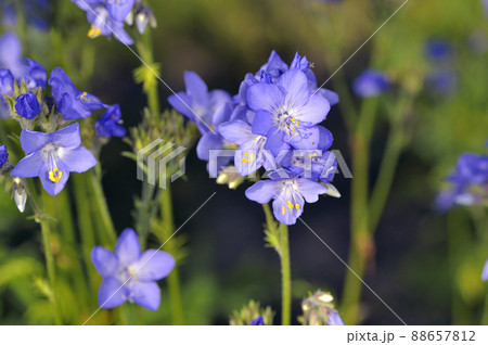 クシロハナシノブ（北海道・鶴居村） 88657812