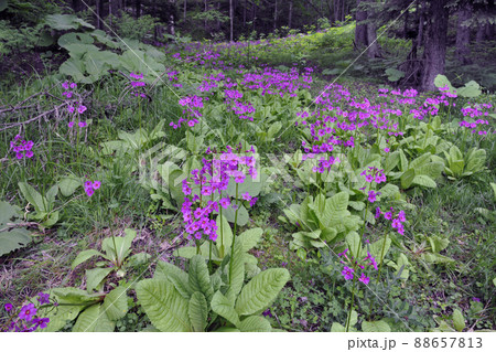 クリンソウの群落(北海道・白糠町) クリンソウの群落(北海道・白糠町) 88657813