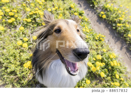 タンポポと犬　シェルティー 88657832