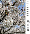 桜が満開です 88658474