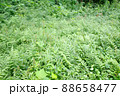雑草 88658477