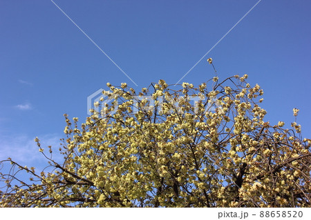 妙正寺川沿いに咲く満開になったウコン桜（6） 88658520