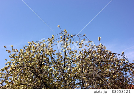 妙正寺川沿いに咲く満開になったウコン桜（7） 88658521