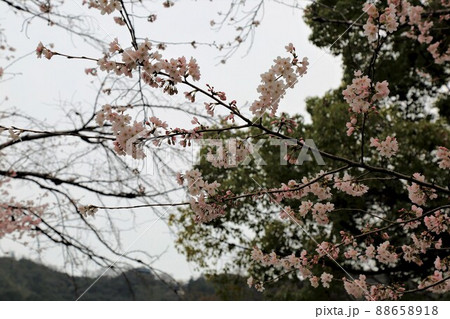 春の城下町・7(岐阜県岐阜市:岐阜公園) 春の城下町・7(岐阜県岐阜市:岐阜公園) 88658918