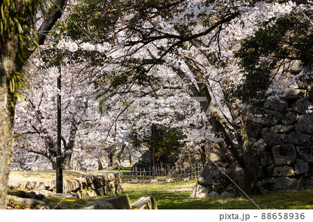 EOSRP.広島市内、桜ゲート。 EOSRP.広島市内、桜ゲート。 88658936