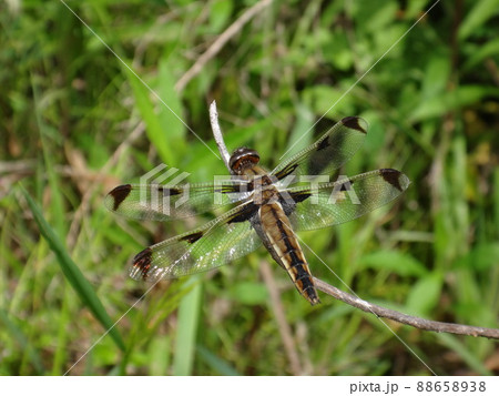 湿地帯に住むベッコウトンボ 湿地帯に住むベッコウトンボ 88658938