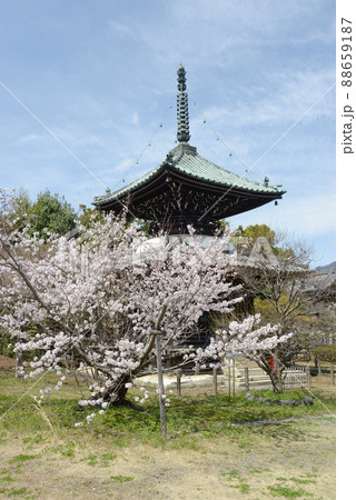 春の清涼寺　多宝塔　京都市右京区嵯峨 88659187