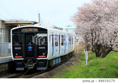 桜とBEC819系電車「DENCHA」（JR九州） 88659270