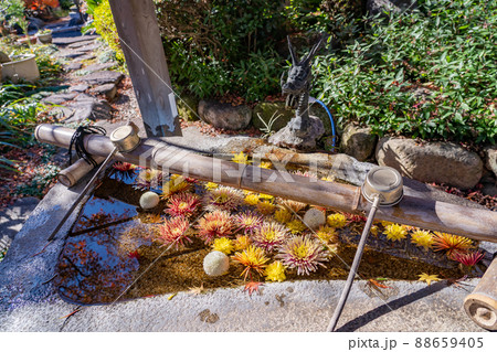菊の花で彩られた秋のお寺の花手水 88659405