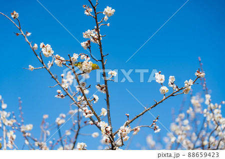 春の白梅の枝とメジロ 88659423