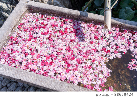 三重県津市 かざはやの里の紅白の梅の花手水 三重県津市 かざはやの里の紅白の梅の花手水 88659424