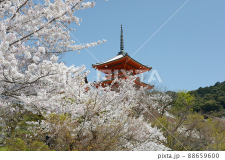 春の清水寺 三重塔 京都市東山区 春の清水寺 三重塔 京都市東山区 88659600