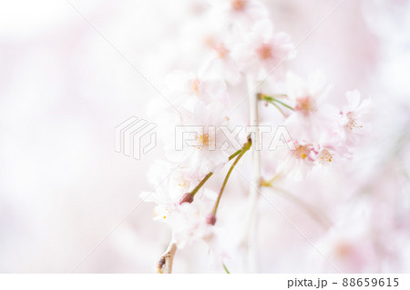 枝垂れ桜アップ 88659615