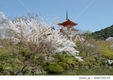 春の清水寺　三重塔　京都市東山区 88659616