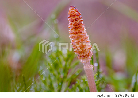 ツクシ春 88659643