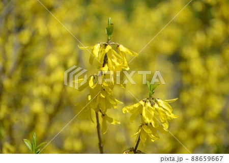 シナレンギョウ　花模様 88659667