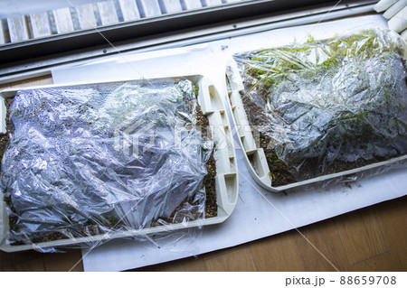 苔リウム　テラリウム 88659708