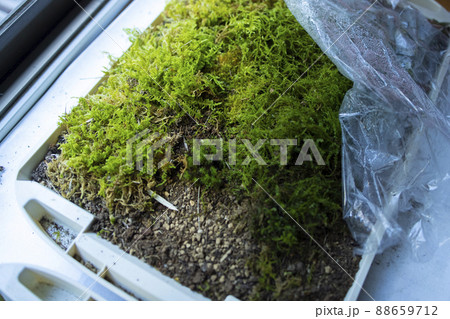 苔リウム　テラリウム 88659712