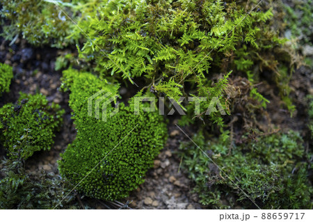 苔リウム テラリウム 苔リウム テラリウム 88659717