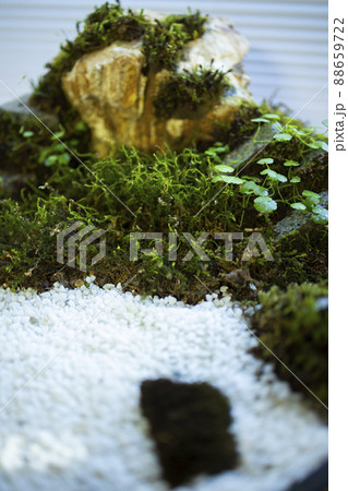 苔リウム　テラリウム 88659722