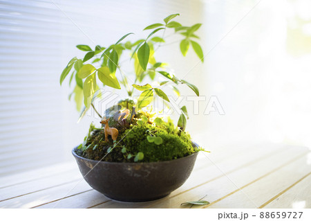 苔リウム　テラリウム 88659727