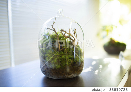 苔リウム　テラリウム 88659728