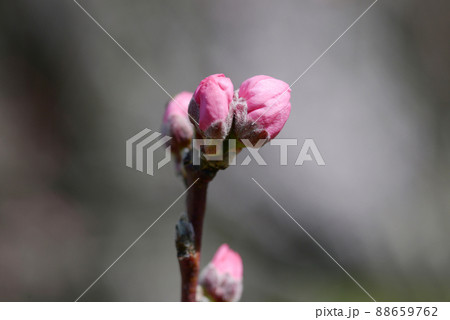 ルテモモの蕾 88659762