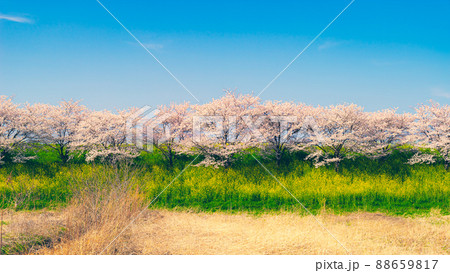 青空の下の桜並木と菜の花が咲く春の堤の風景 16:9 c-3 フィルム調の