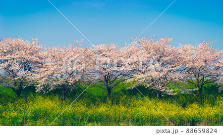 青空の下の桜並木と菜の花が咲く春の堤の風景 16:9 e-3 フィルム調の