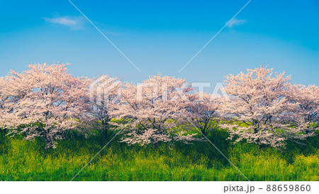 青空の下の桜並木と菜の花が咲く春の堤の風景 16:9 f-3 フィルム調の