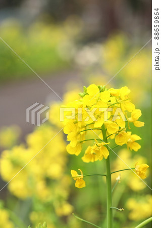 菜の花のクローズアップ 88659864