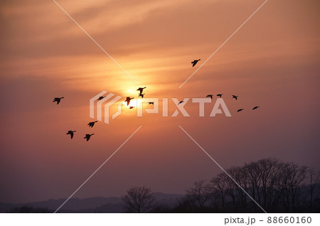 夕陽とマガン(北海道・宮島沼) 88660160