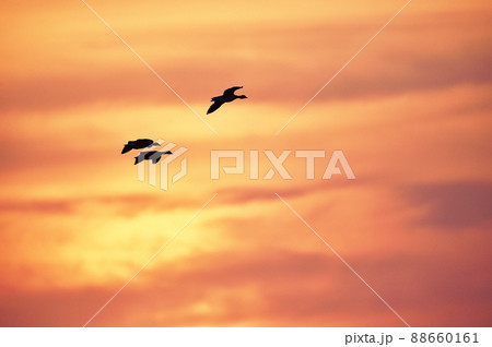 オレンジ色の夕焼けとマガンの群れ（北海道・宮島沼） 88660161
