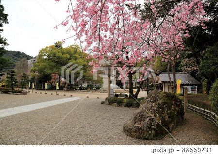 春の城下町・38(岐阜県岐阜市:岐阜公園) 春の城下町・38(岐阜県岐阜市:岐阜公園) 88660231