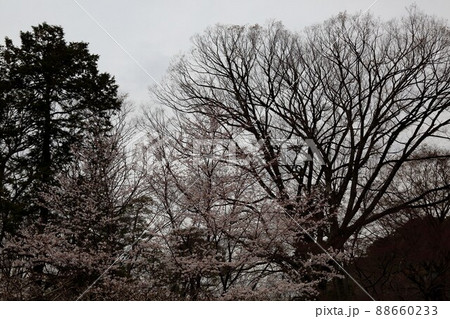 春の城下町・40（岐阜県岐阜市：岐阜公園） 88660233