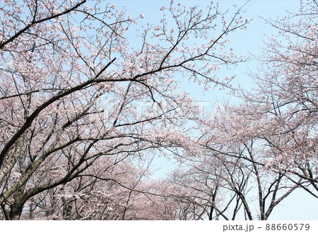 新潟県 加治川治水記念公園の桜 新潟県 加治川治水記念公園の桜 88660579