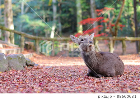 奈良公園のオス鹿と紅葉のじゅうたん 奈良公園のオス鹿と紅葉のじゅうたん 88660631