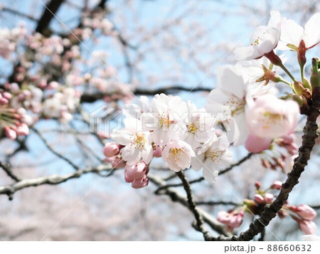 新潟県　加治川治水記念公園の桜 88660632