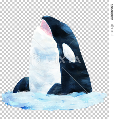 Orca doing spy hops 88660903