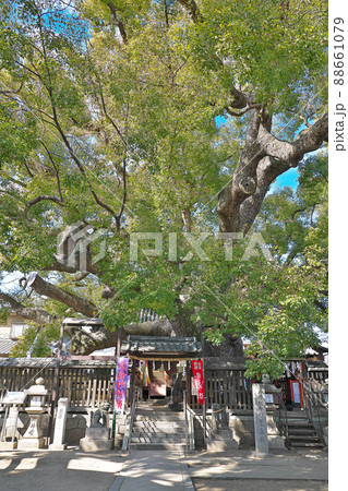 【三島神社】 大阪府門真市三ツ島 【三島神社】 大阪府門真市三ツ島 88661079