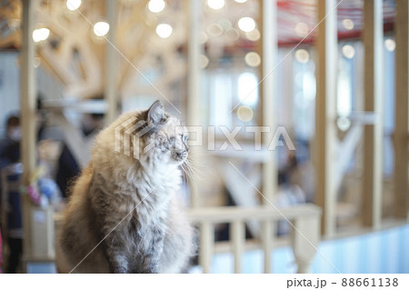 猫カフェ ねこ 88661138