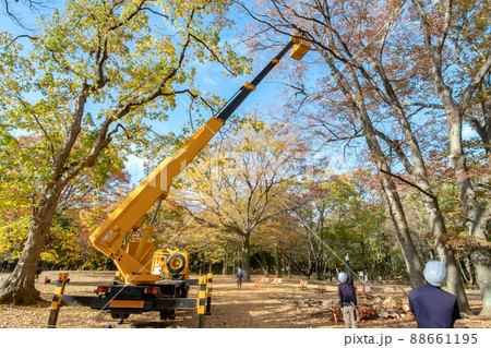 東京都代々木公園の植栽の剪定 88661195