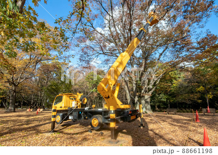 東京都代々木公園の植栽の剪定 88661198