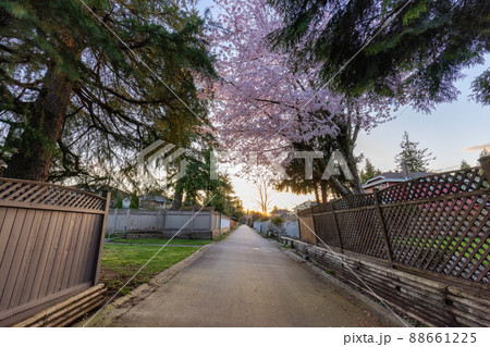 Alley in a residential neighborhood in the city suburbs. Cherry Blossom Tree. Alley in a residential neighborhood in the city suburbs. Cherry Blossom Tree. 88661225