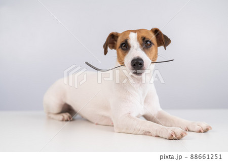 Portrait of a dog Jack Russell Terrier holding a fork in his mouth on a white background. Portrait of a dog Jack Russell Terrier holding a fork in his mouth on a white background. 88661251