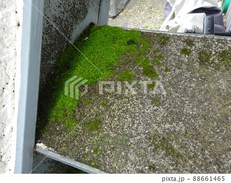 階段に苔発生 88661465