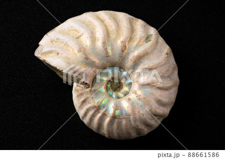 アンモナイトの化石 88661586