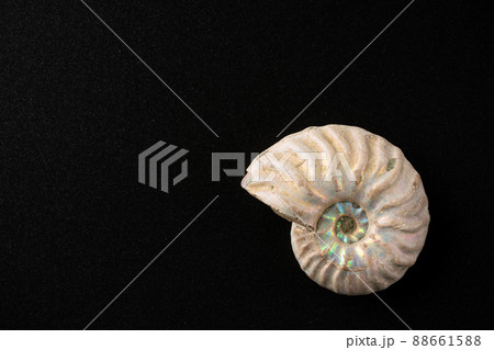 アンモナイトの化石 88661588