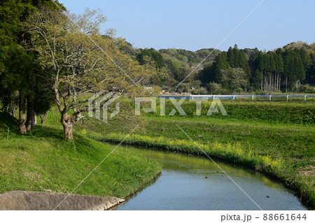 春の瑞沢川 千葉県睦沢町 春の瑞沢川 千葉県睦沢町 88661644