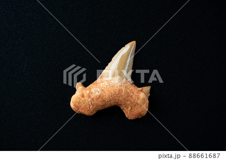 サメの歯の化石 88661687